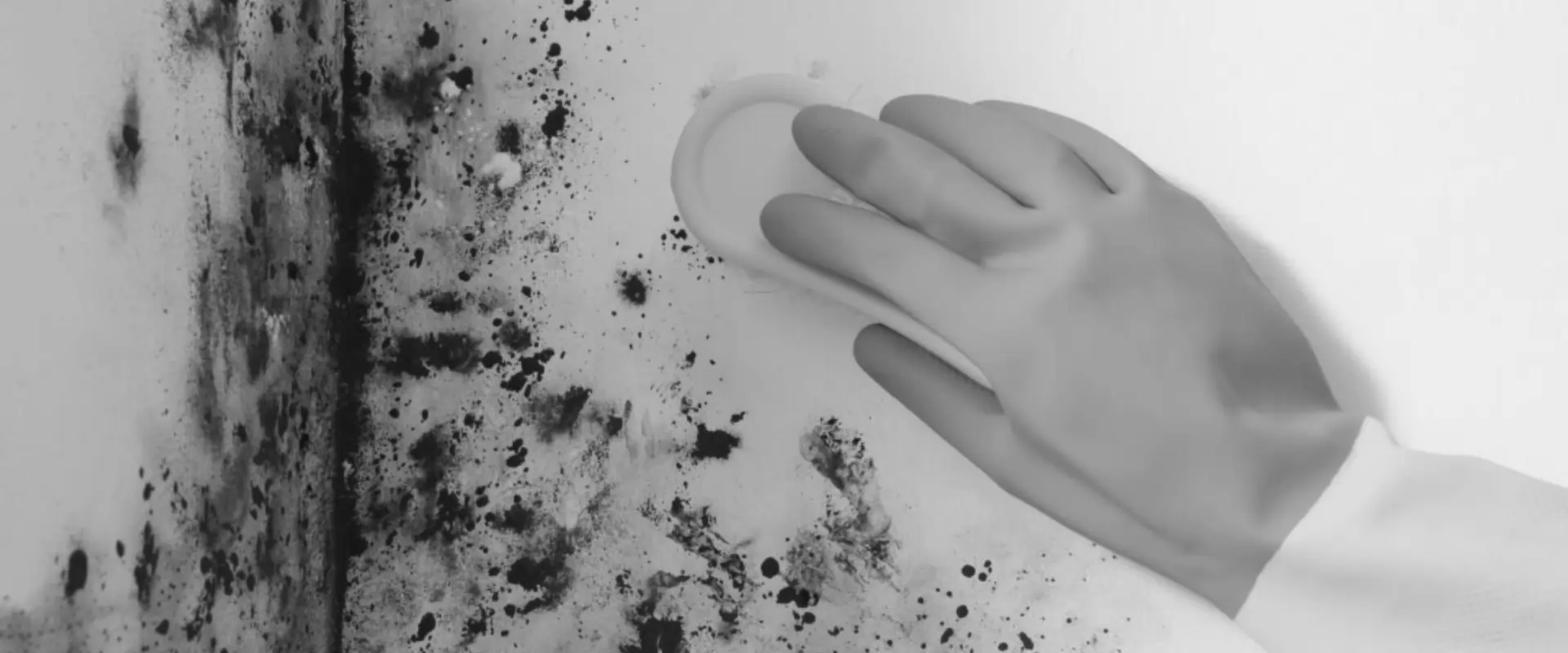 Professional mould remediation and mould removal service in Geelong
