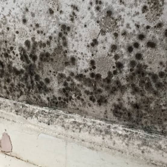 Close view of extensive mould growth on an affected wall