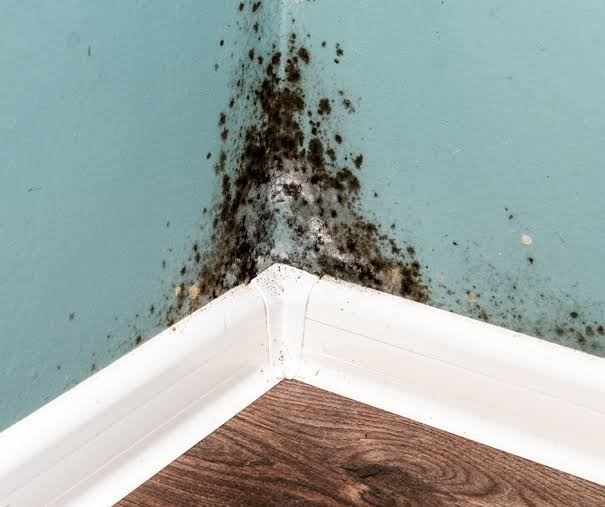 Dark spotting on a wall corner above white skirting boards