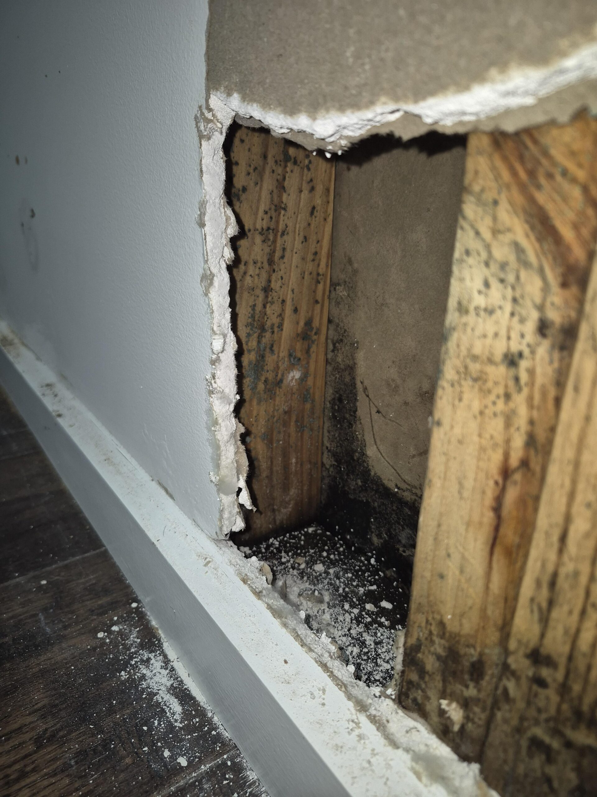 Hidden mould discovered behind wall materials during mould removal in Geelong
