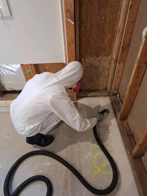Professional black mould remediation work in Geelong