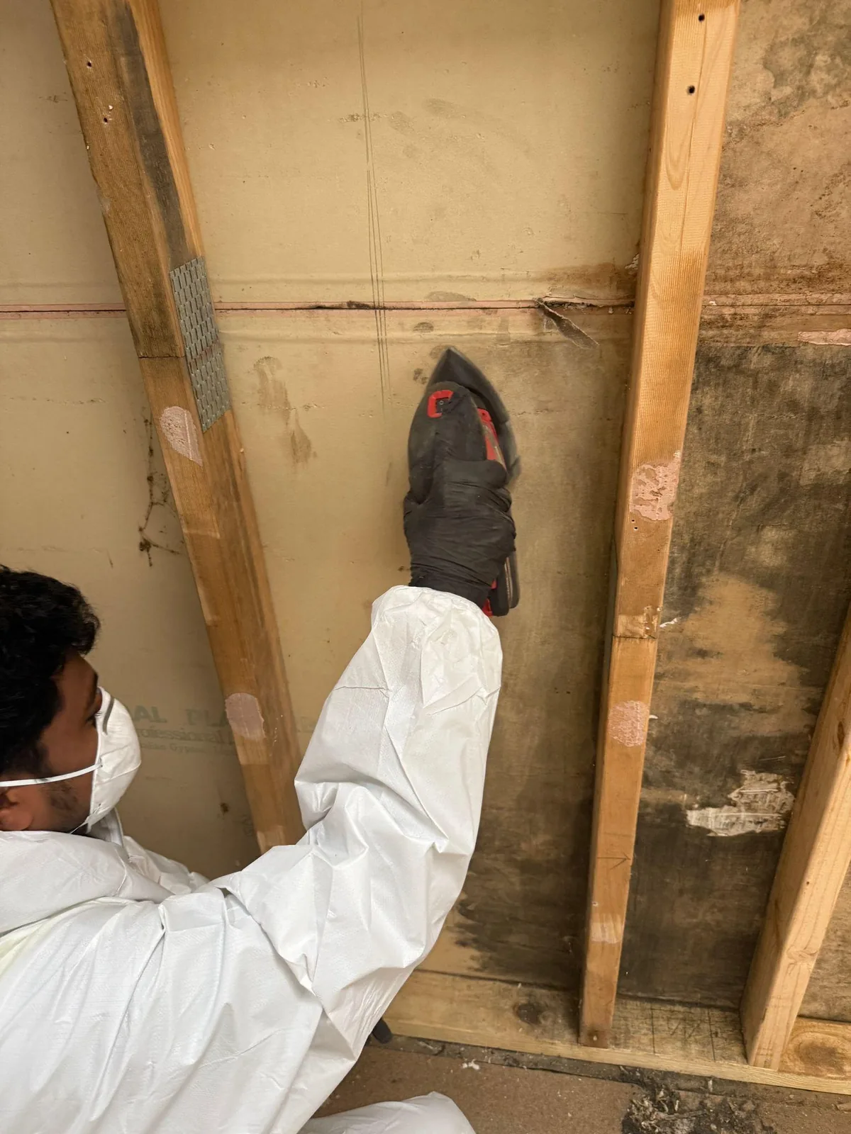 Professional mould removal and remediation work at a Geelong property